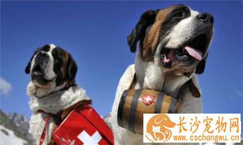 圣伯纳犬聪明吗 可以帮助主人看宝宝还能放羊
