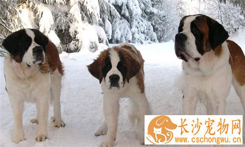 圣伯纳犬聪明吗 可以帮助主人看宝宝还能放羊