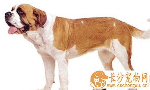 圣伯纳犬聪明吗 可以帮助主人看宝宝还能放羊