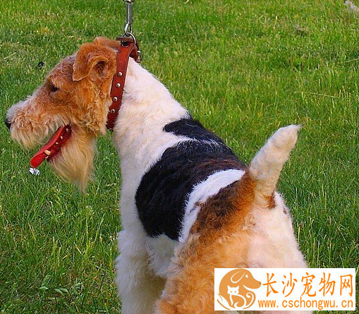 刚毛猎狐梗断尾 尾部太长常会造成伤害