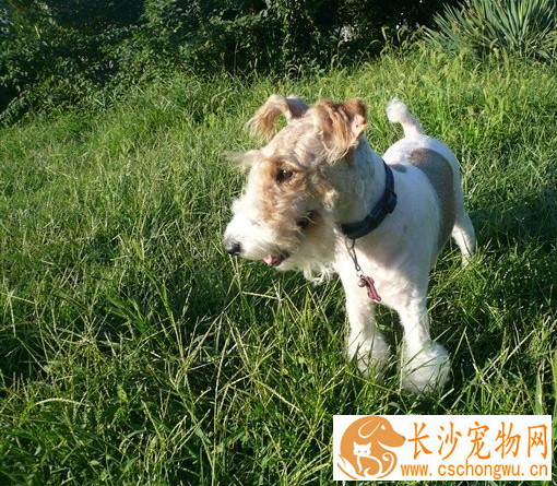刚毛猎狐梗断尾 尾部太长常会造成伤害