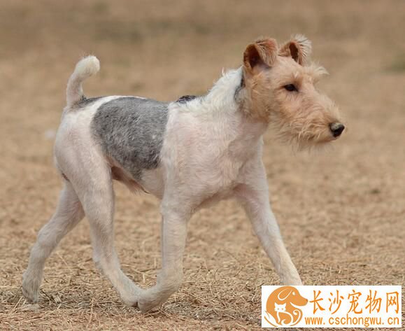 刚毛猎狐梗断尾 尾部太长常会造成伤害