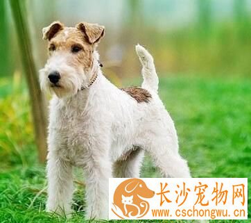 刚毛猎狐梗的美容 耳朵每月至少要清洁一次