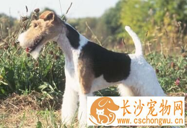 刚毛猎狐梗到底掉毛吗 刚毛猎梗的毛发很难掉毛