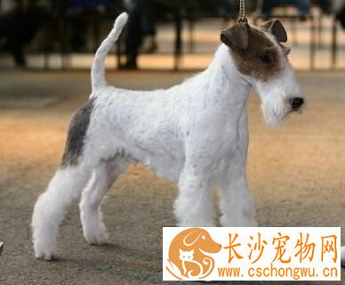 刚毛猎狐梗到底掉毛吗 刚毛猎梗的毛发很难掉毛