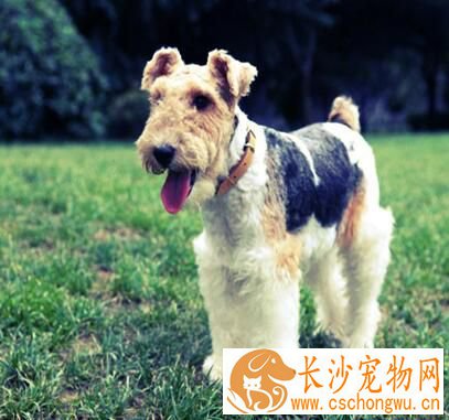 刚毛猎狐梗到底掉毛吗 刚毛猎梗的毛发很难掉毛