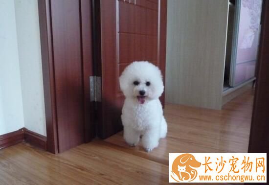 萨摩耶犬喂养 不可过分溺爱注意不要偏食