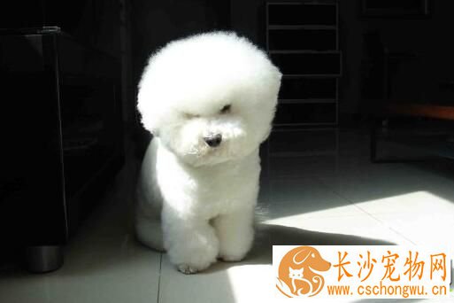 萨摩耶犬喂养 不可过分溺爱注意不要偏食