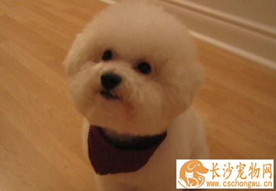 萨摩耶犬喂养 不可过分溺爱注意不要偏食