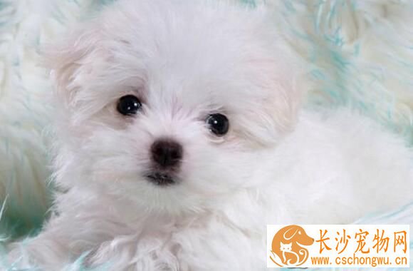 萨摩耶犬如何养 必须保证优质新鲜的食物