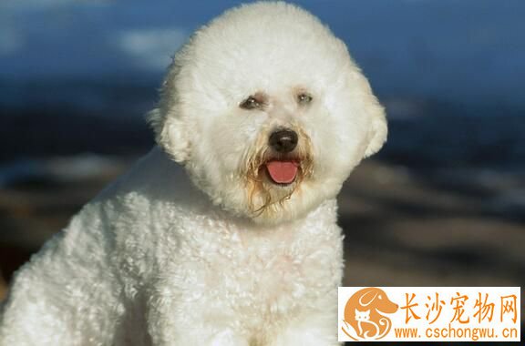 萨摩耶犬如何养 必须保证优质新鲜的食物