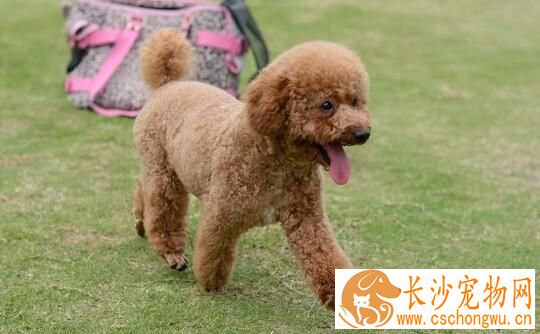 萨摩耶犬如何养 必须保证优质新鲜的食物