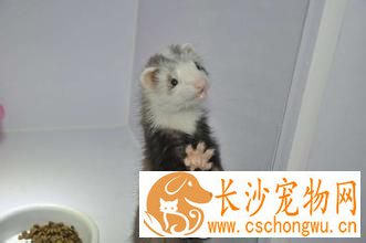 如何饲养宠物貂 一般可以喂食植物性饲料