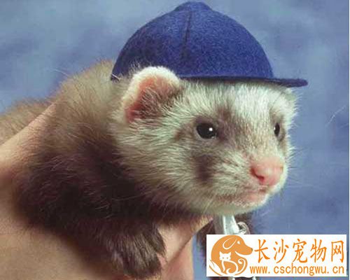 宠物貂饲养 饲养的适宜温度是15到25度