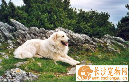 大白熊犬的饲养 一般来说可以适当的多加一餐