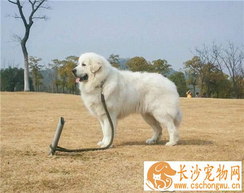 大白熊犬的饲养 一般来说可以适当的多加一餐