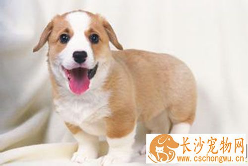 细小拉血还有救吗 注射高免血清以增加抗体