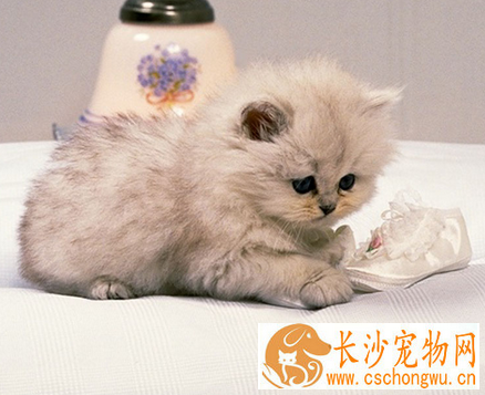 猫生病了怎么办 猫咪感冒治疗方法