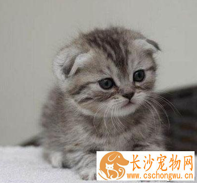 折耳猫遗传病 目前没有办法可以根治