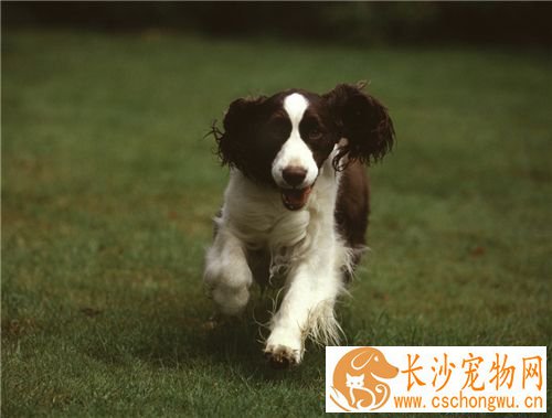 英国史宾格犬怎么养 狗狗的食具要固定不要乱用